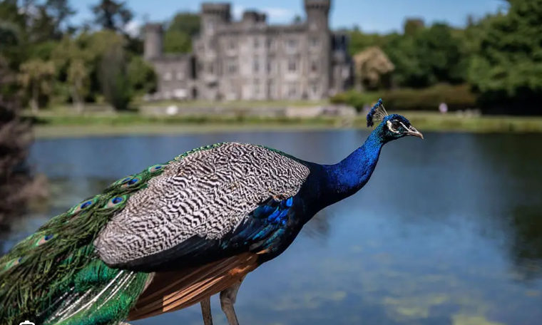 Breathwork Johnstown Castle