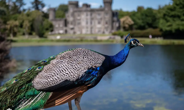 Breathwork Johnstown Castle, Wexford 12th May
